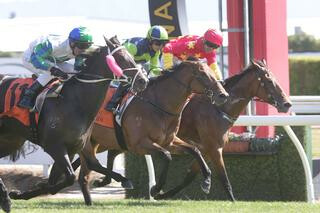 The Real Beel (NZ) proves to be the Real Deal when claiming the G2 Cal Izuzu Stakes at Te Rapa. Photo: Trish Dunell 